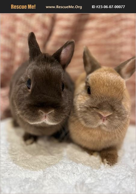 ADOPT 23060700077 ~ Rabbit Rescue ~ Loxely, AL