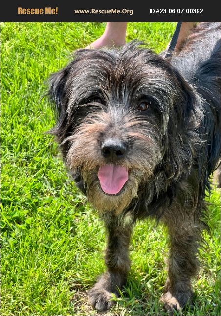 ADOPT 23060700392 ~ Black Russian Terrier Rescue ~ Flatwoods, KY