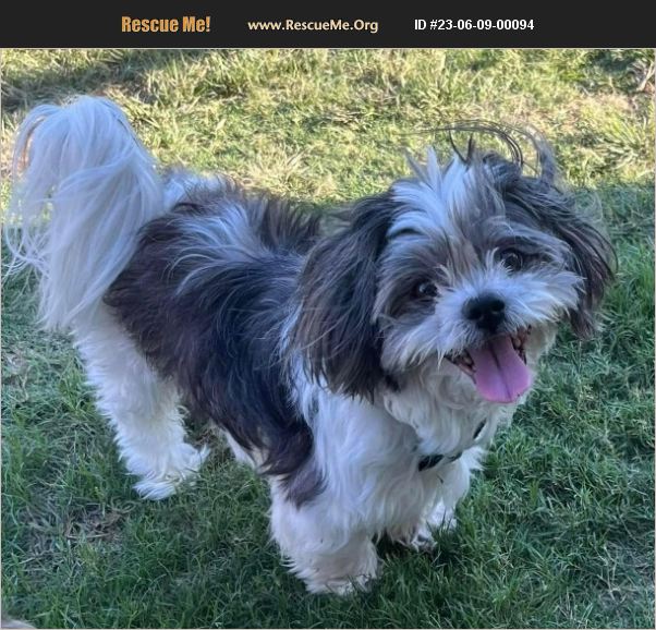 ADOPT 23060900094 ~ Shih Tzu Rescue ~ Lorena, TX