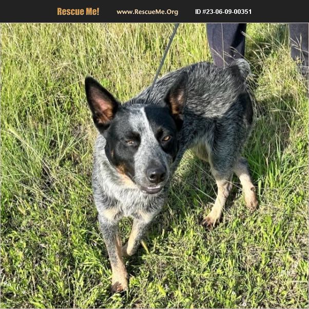 ADOPT 23060900351 ~ Australian Cattle Dog Rescue ~ Bandera, TX