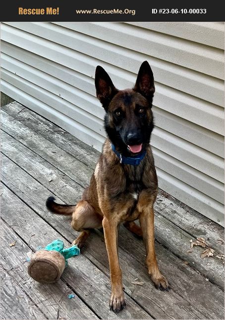 ADOPT 23061000033 ~ Belgian Malinois Rescue ~ Piedmont, MO