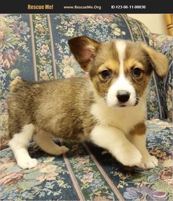 ADOPT 23061100030 ~ Corgi Rescue ~ Lagrange, IN