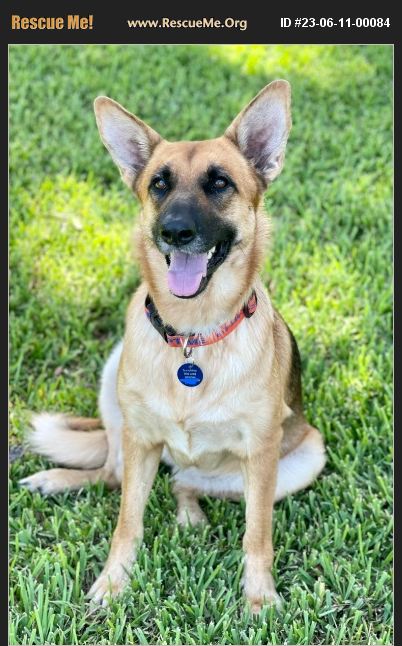 ADOPT 23061100084 ~ German Shepherd Rescue ~ Plant City, FL