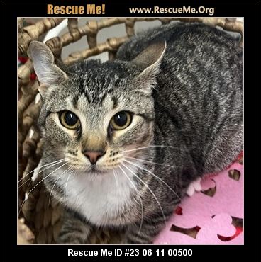 - Vermont Cat Rescue - ADOPTIONS - Rescue Me!