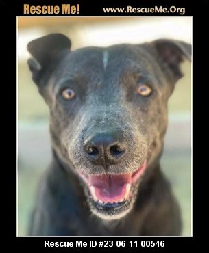 - California American Staffordshire Terrier Rescue - ADOPTIONS - Rescue Me!