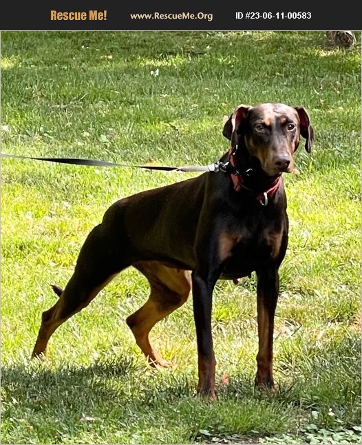 ADOPT 23061100583 ~ Doberman Pinscher Rescue ~ Phoenixville, PA