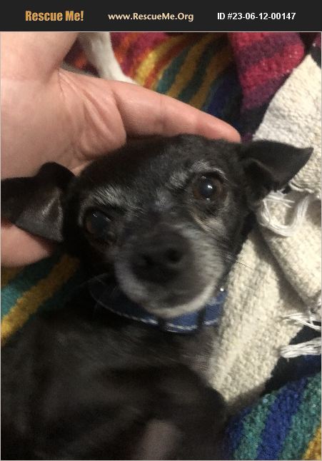 ADOPT 23061200147 ~ Chihuahua Rescue ~ Omaha, NE