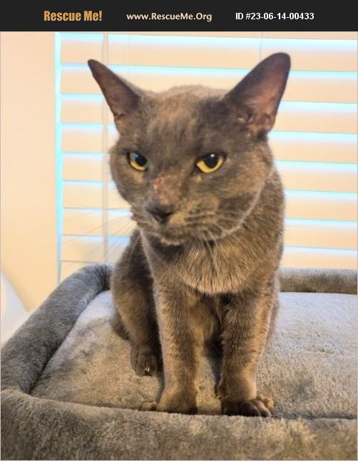 ADOPT 23061400433 ~ Russian Blue Rescue ~ Lake Worth, FL