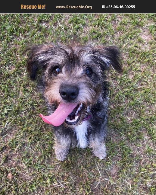 ADOPT 23061600255 ~ Schnauzer Rescue ~ Aiken, SC