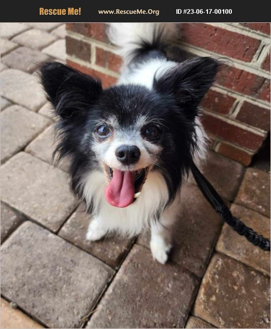 ADOPT 23061700100 ~ Pomeranian Rescue ~ Raleigh, NC