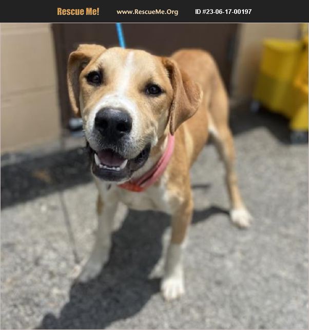 ADOPT 23061700197 ~ Lab Rescue ~ Jonesboro, GA