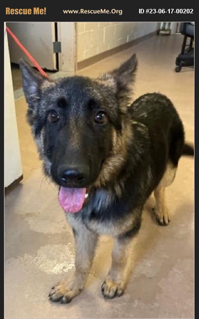 ADOPT 23061700202 ~ German Shepherd Rescue ~ Jonesboro, GA