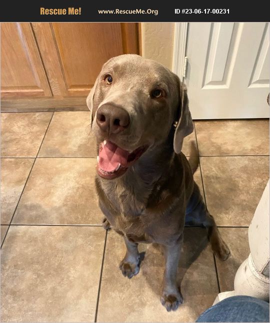 ADOPT 23061700231 ~ Lab Rescue ~ Peoria, AZ