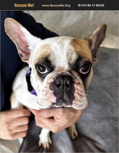 ADOPT 23061700329 ~ French Bulldog Rescue ~ Los Angeles, CA