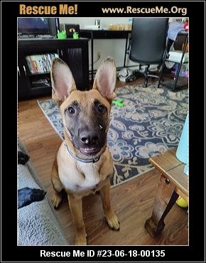 - Washington Belgian Malinois Rescue - ADOPTIONS - Rescue Me!