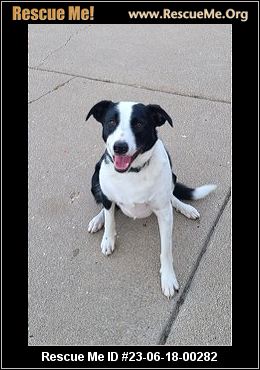 - Michigan Dog Rescue - ADOPTIONS - Rescue Me!