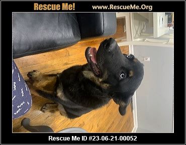 - Michigan Dog Rescue - ADOPTIONS - Rescue Me!