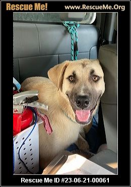 - Illinois German Shepherd Rescue - ADOPTIONS - Rescue Me!