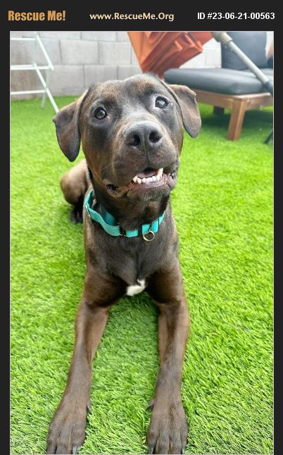 ADOPT 23062100563 ~ Lab Rescue ~ Scottsdale, AZ