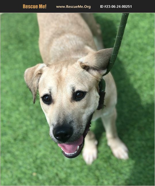 ADOPT 23062400251 ~ Lab Rescue ~ Scottsdale, AZ