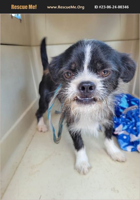 ADOPT 23062400346 ~ Shih Tzu Rescue ~ Ringwood, NJ