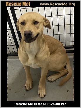 - Montana Dog Rescue - ADOPTIONS - Rescue Me!