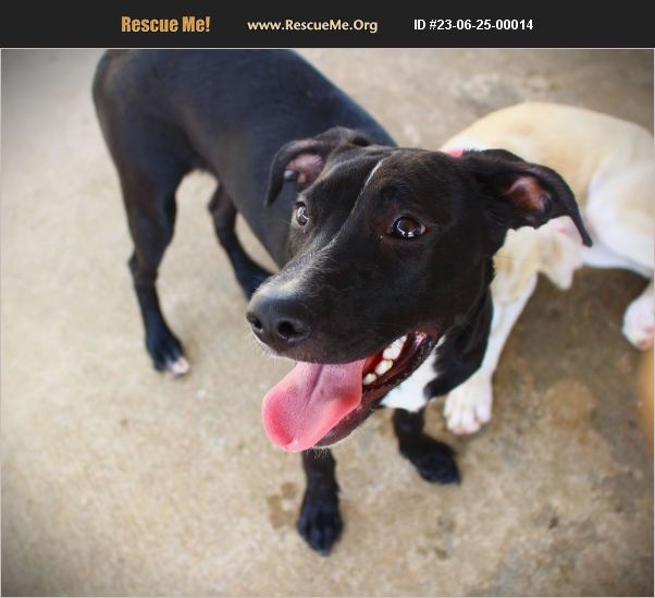 ADOPT 23062500014 ~ Lab Rescue ~ Brownsville, TN