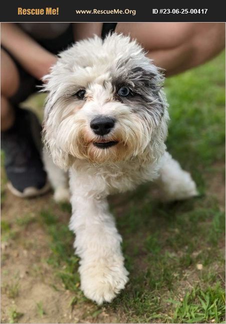 ADOPT 23062500417 ~ Cockapoo Rescue ~ Chittenden County, VT