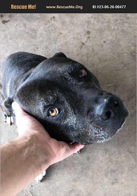 ADOPT 23062600477 ~ Lab Rescue ~ Scottsdale, AZ
