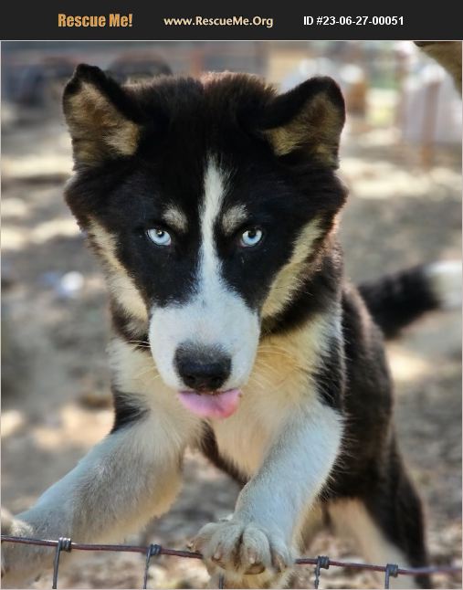 ADOPT 23062700051 ~ Siberian Husky Rescue ~ Columbia, MO