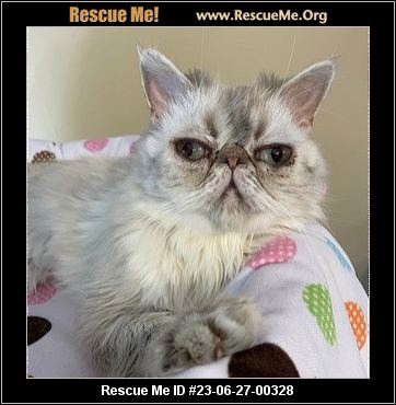 - Wisconsin Cat Rescue - ADOPTIONS - Rescue Me!