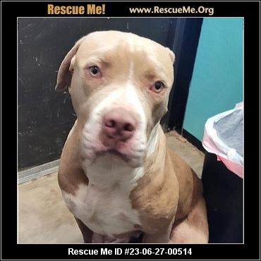 - Texas Pit Bull Rescue - ADOPTIONS - Rescue Me!