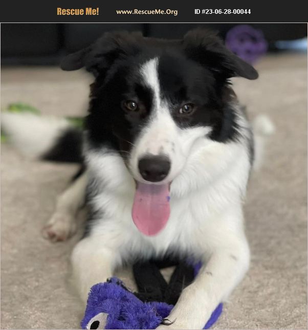 ADOPT 23062800044 ~ Border Collie Rescue ~ , FL