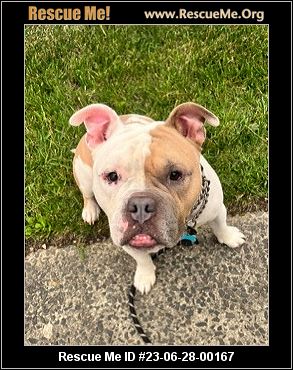 - New Jersey Bulldog Rescue - ADOPTIONS - Rescue Me!