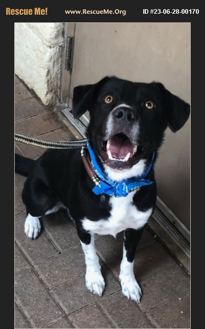 ADOPT 23062800170 ~ Border Collie Rescue ~ Dallas County, TX