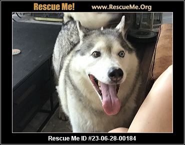 - Pennsylvania Siberian Husky Rescue - ADOPTIONS - Rescue Me!