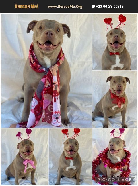 Bull Rescue Robot ADOPT 23062800218 ~ Pit Bull Rescue ~ California