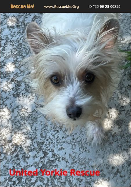 ADOPT 23062800239 ~ Yorkie Rescue ~ Collin County, TX
