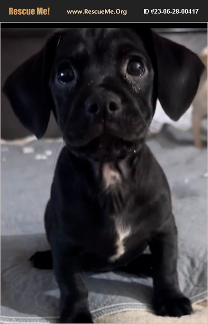ADOPT 23062800417 ~ Pug Rescue ~ MARIETTA, GA