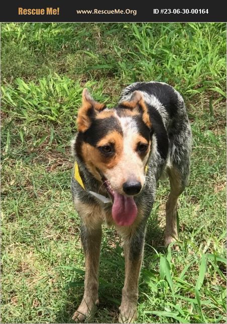 ADOPT 23063000164 ~ Australian Cattle Dog Rescue ~ Salem, NH