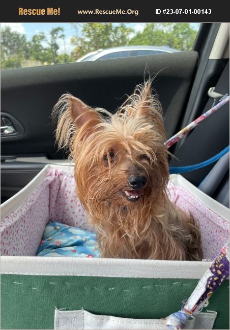 ADOPT 23070100143 ~ Yorkie Rescue ~ Cape Coral, FL