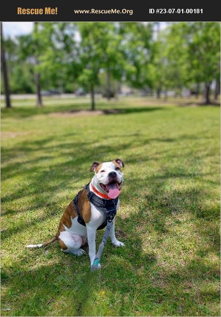 ADOPT 23070100181 ~ Pit Bull Rescue ~ Wilmington, NC