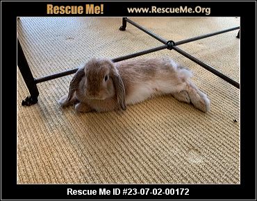 - Massachusetts Rabbit Rescue - ADOPTIONS - Rescue Me!