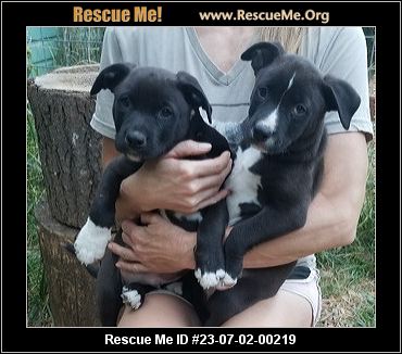 - Oregon Dog Rescue - ADOPTIONS - Rescue Me!