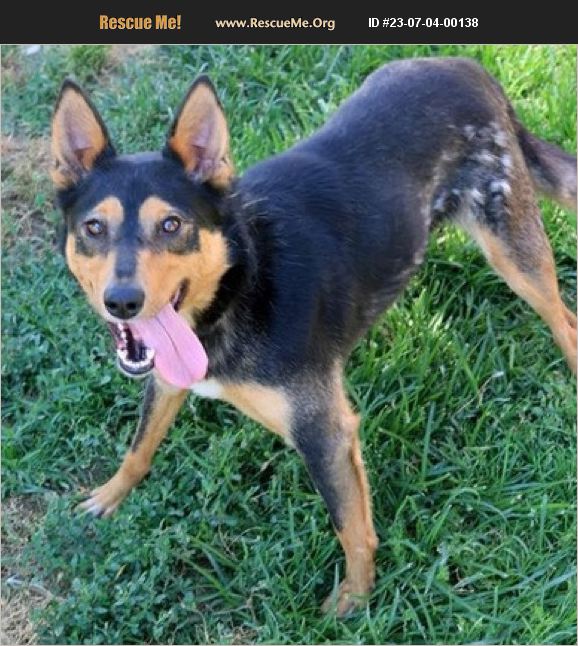 ADOPT 23070400138 ~ Australian Kelpie Rescue ~ Thompson Falls, MT