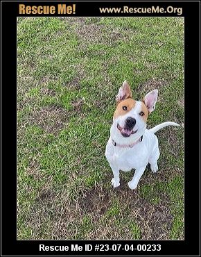 - Connecticut Dog Rescue - ADOPTIONS - Rescue Me!