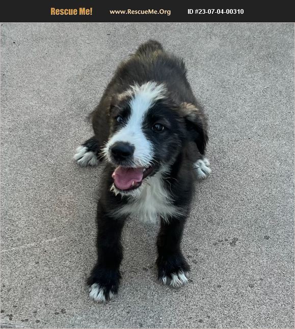 ADOPT 23070400310 ~ Old English Sheepdog Rescue ~ Scottsdale, AZ