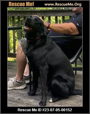- Connecticut Dog Rescue - ADOPTIONS - Rescue Me!