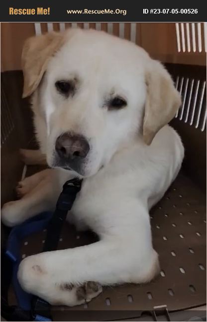 Lab Rescued Dogs ADOPT 23070500526 ~ Lab Rescue ~ Portland, OR