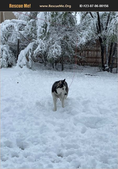 ADOPT 23070600156 ~ Alaskan Malamute Rescue ~ Fountain, CO